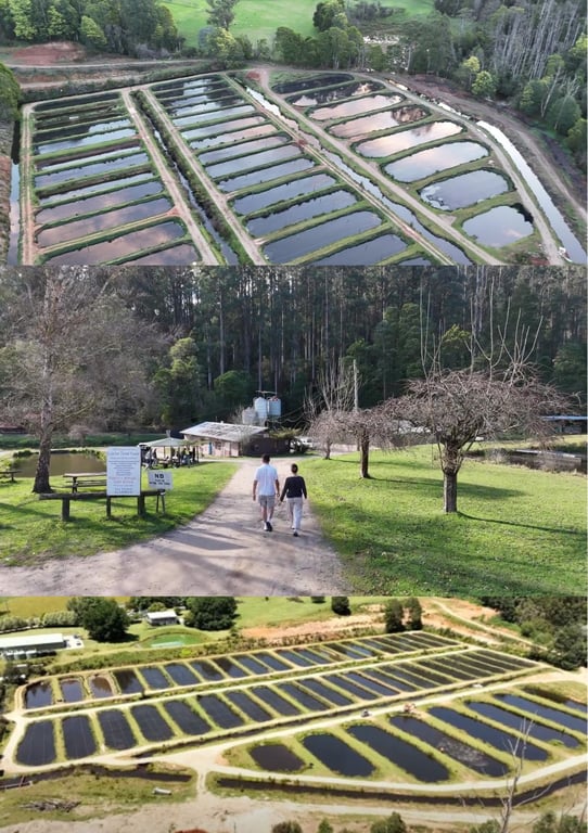 Alpine Trout Farm in Trout Farm, VIC