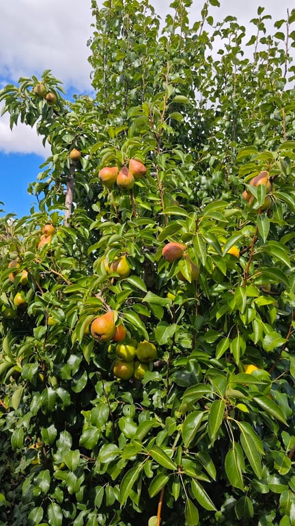 Avro Park Orchards in Avro Park Orchards, TAS