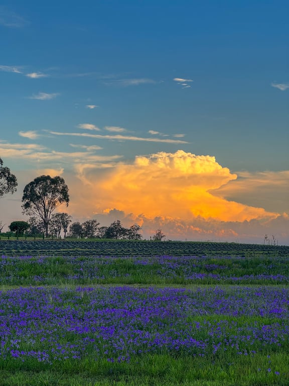 Back Paddock Botanical in Goombungee, QLD