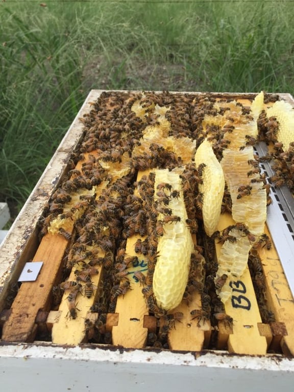 Barambah Beekeepers - Honey Sales in Kingaroy, QLD