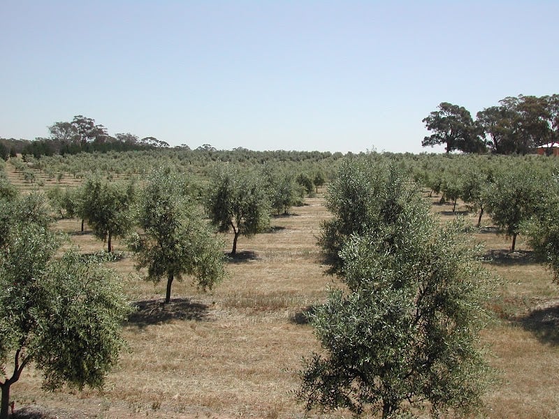 Barfold Olives in Barfold, VIC