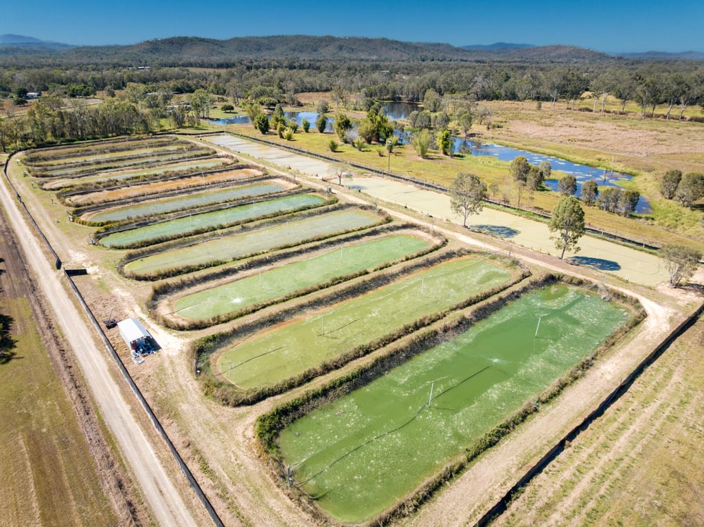 Barron River Redclaw in barron river barramundi, QLD