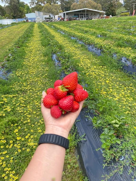 Berry World in Timboon, VIC