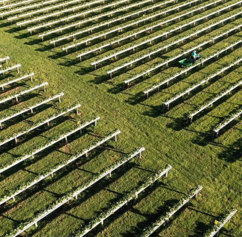 Bidgee Strawberries And Cream in Wagga Wagga, NSW