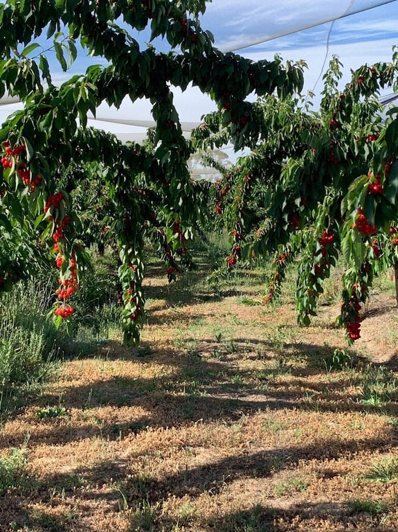 Blackwood Orchard in Harcourt North, VIC