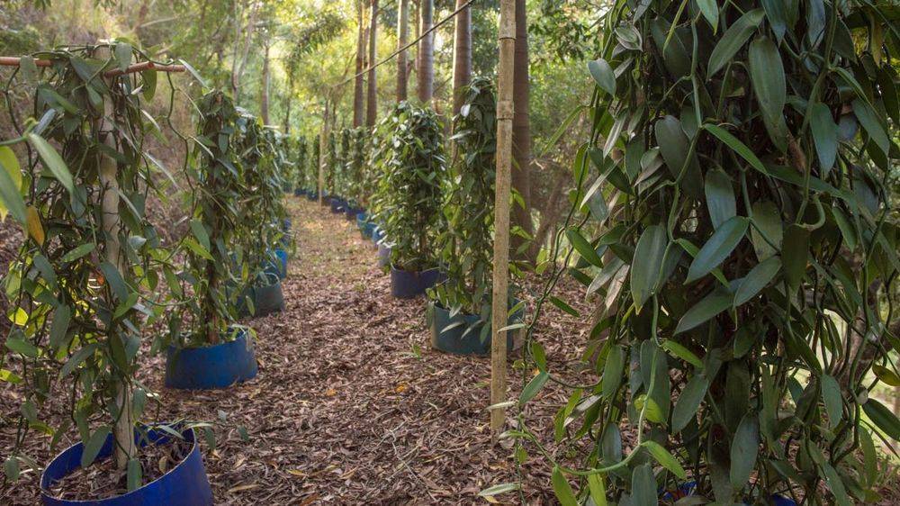 Bloomfield Vanilla in Degarra, QLD