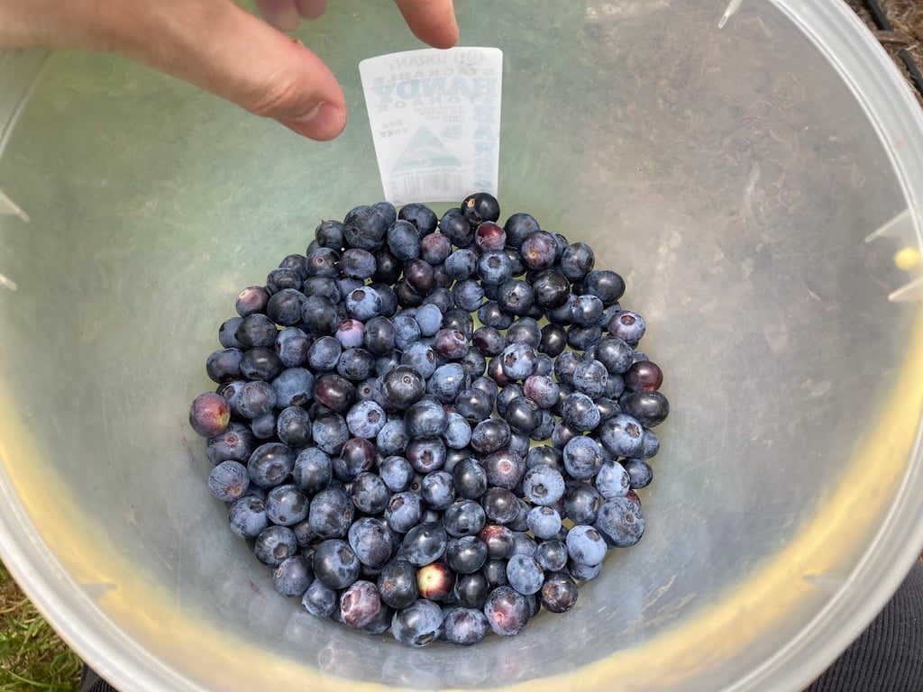 Blue Tier Blueberry farm in St Helens, TAS