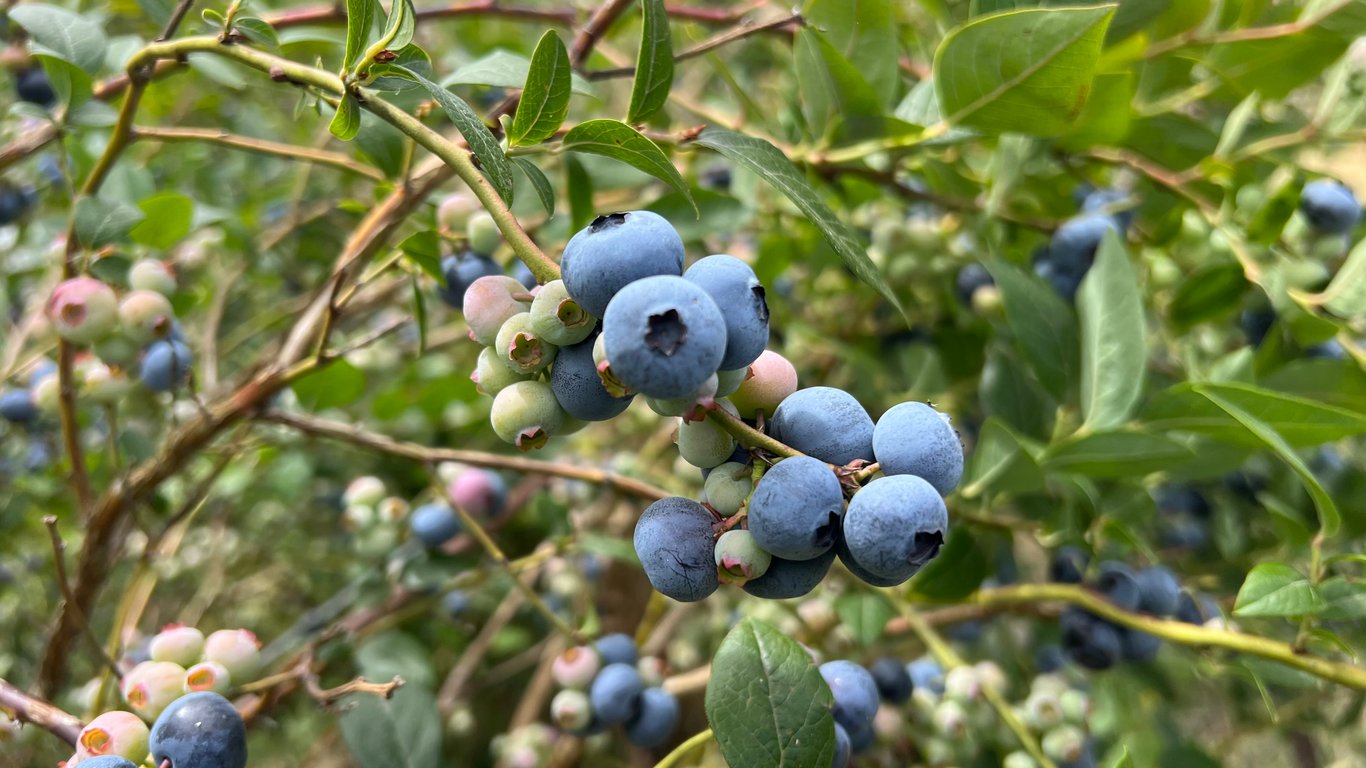 Bluefields Blueberries in Yass River, NSW