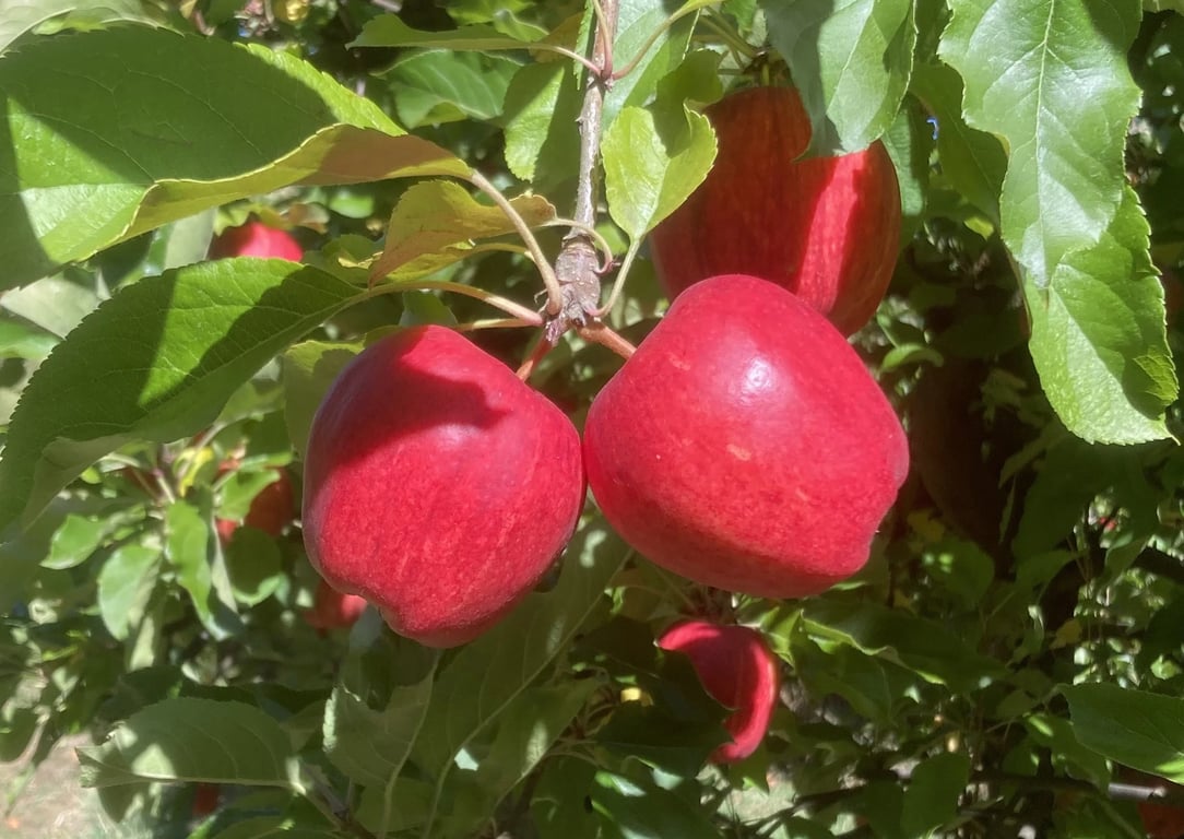 Bobbing for Apples in Surges Bay, TAS