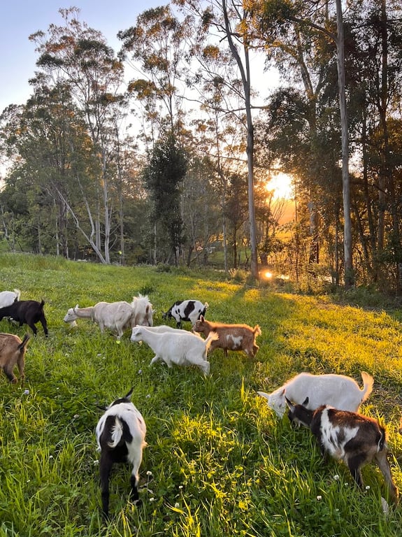 Bonville Creek Farm in Bonville, NSW