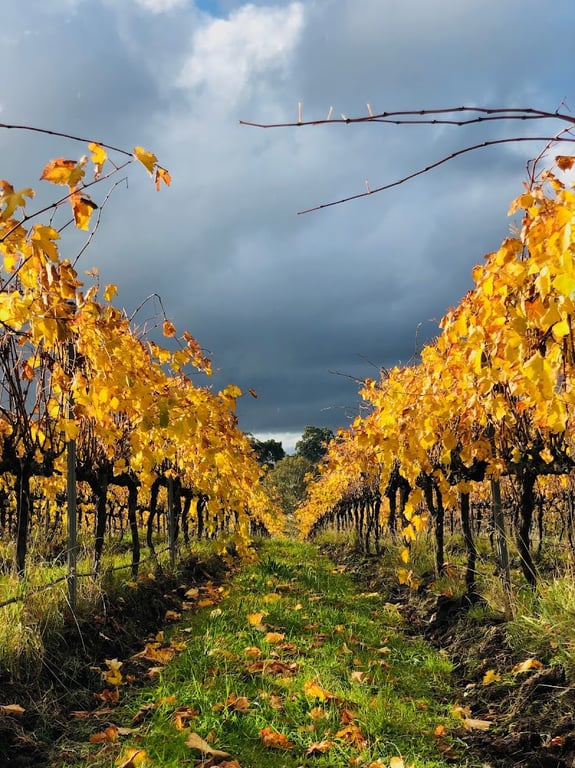Bress Wines in Harcourt North, VIC