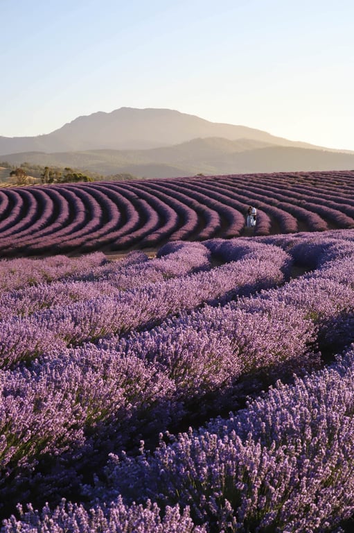 Bridestowe Lavender Estate in Bridestowe Lavender Farm, TAS
