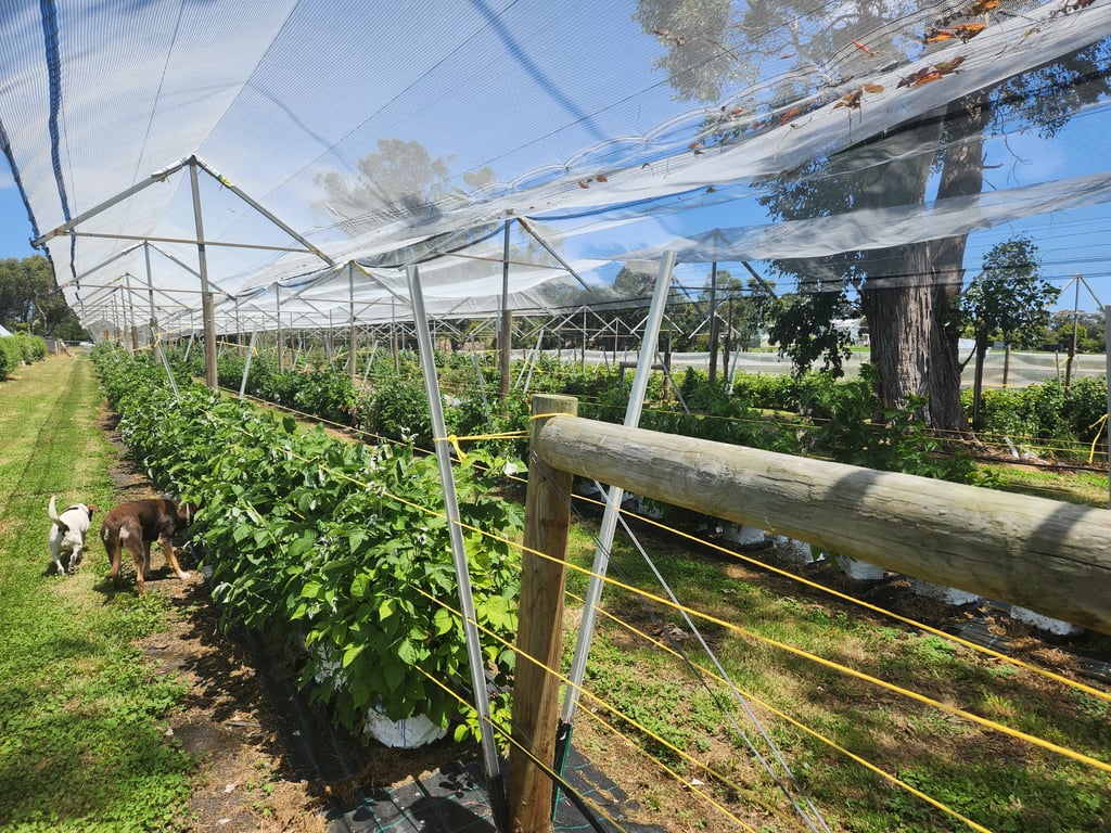 Bucks Berries in Glen Forbes, VIC