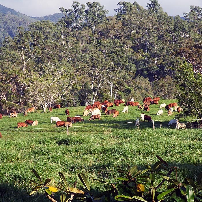 Bushy Creek Farm in Atherton Tablelands, QLD