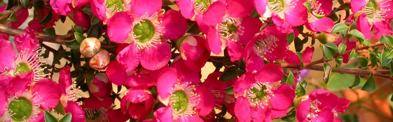 Bywong Nursery in Bywong, NSW