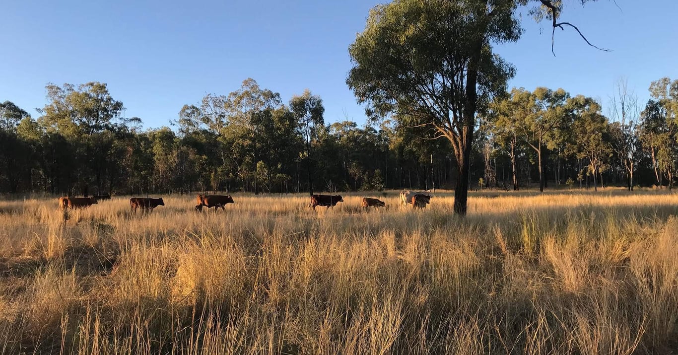 Cadarga Born and Bred Beef in Cadarga, QLD