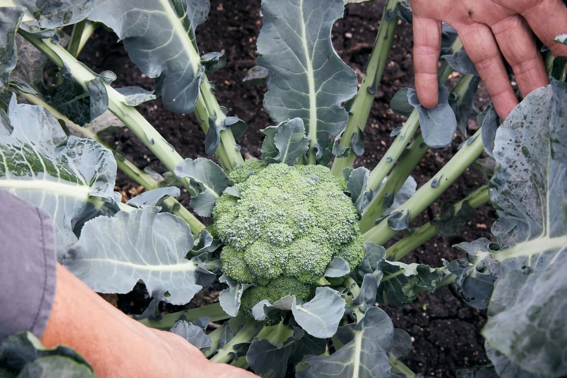 Cafresco Organics in Koo Wee Rup, VIC