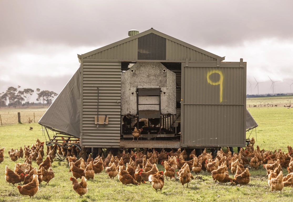 Caravan Eggs in Dundonnell, VIC