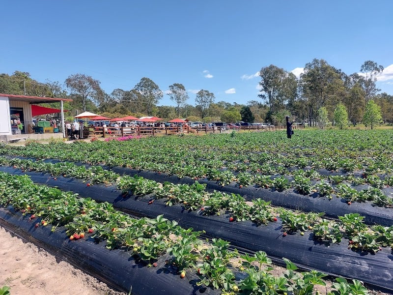 Chambers Flat Strawberry Farm in Chambers Flat, QLD