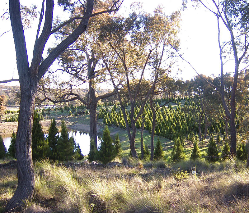 Christmas Tree Keng in Bywong, NSW