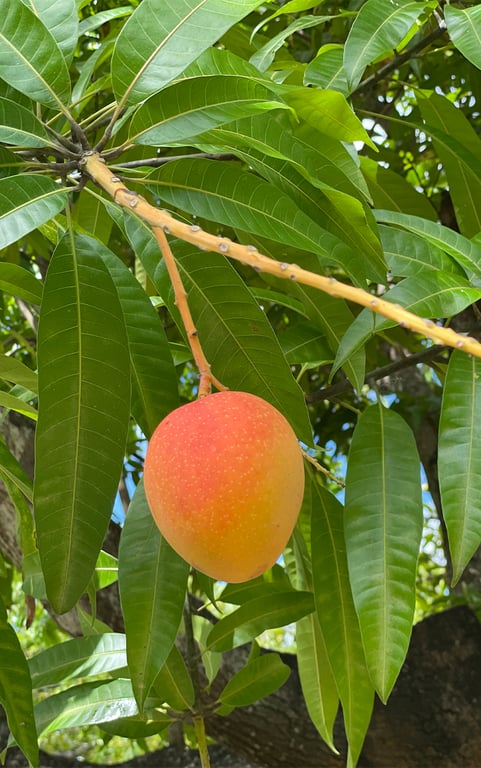 Crown Mangoes in Rita Island, QLD