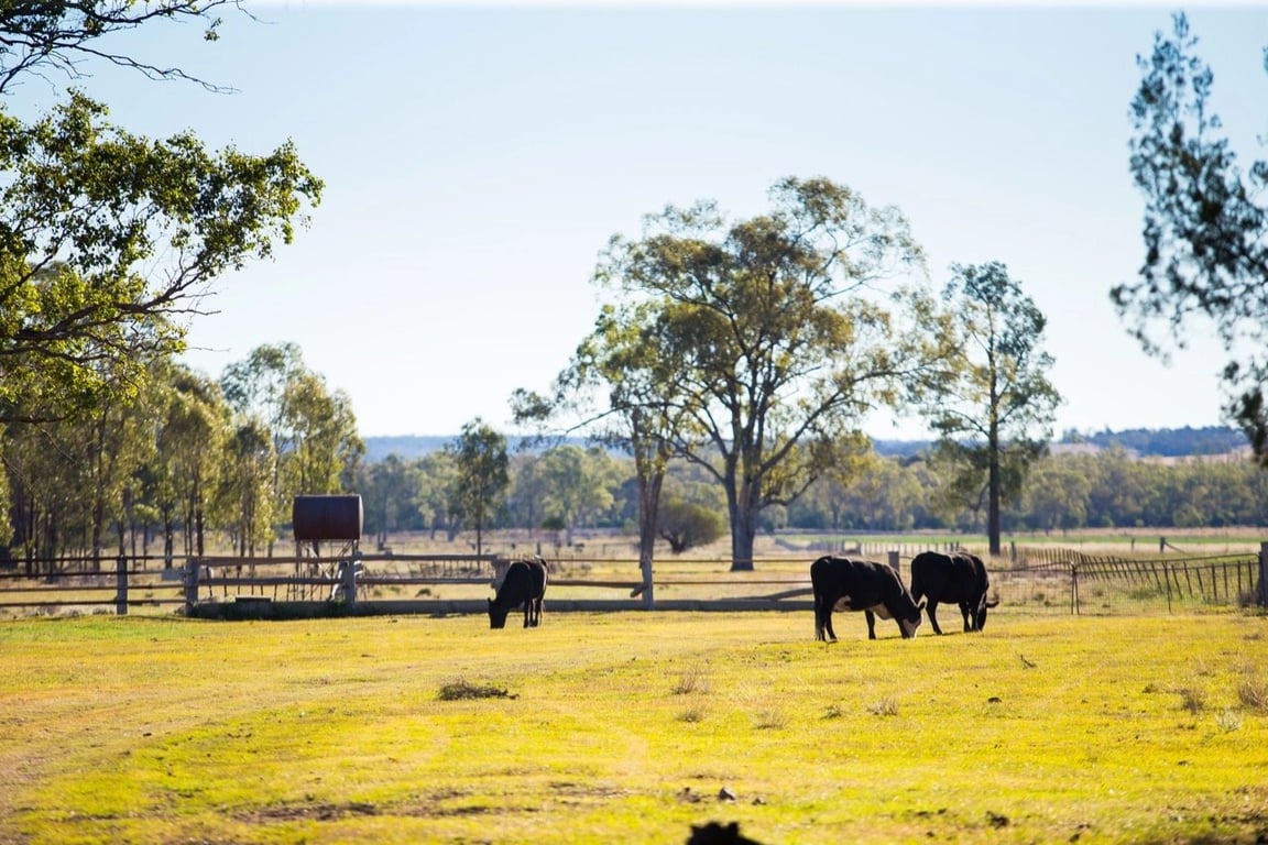 Dandarriga Farms in Bringalily, QLD