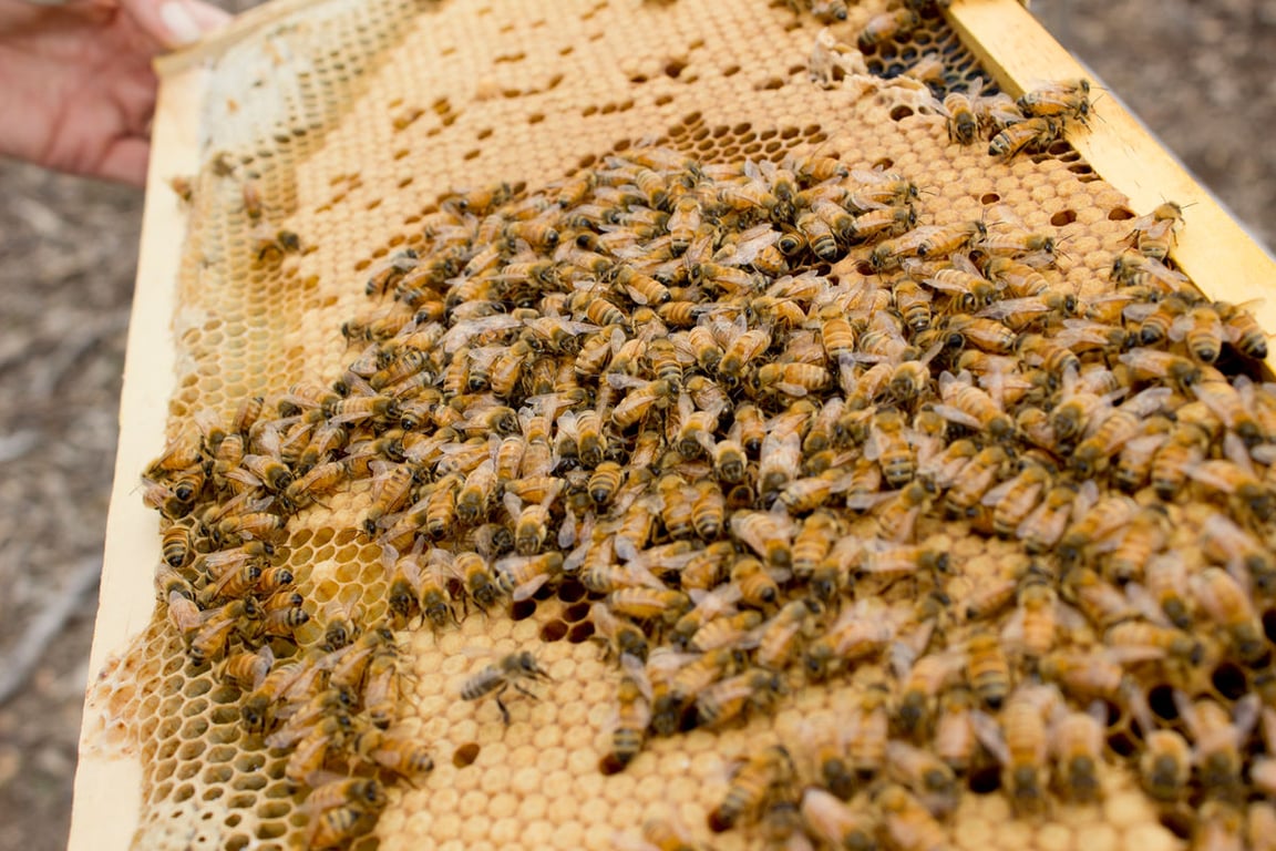 McDonald Honey in Harcourt, VIC