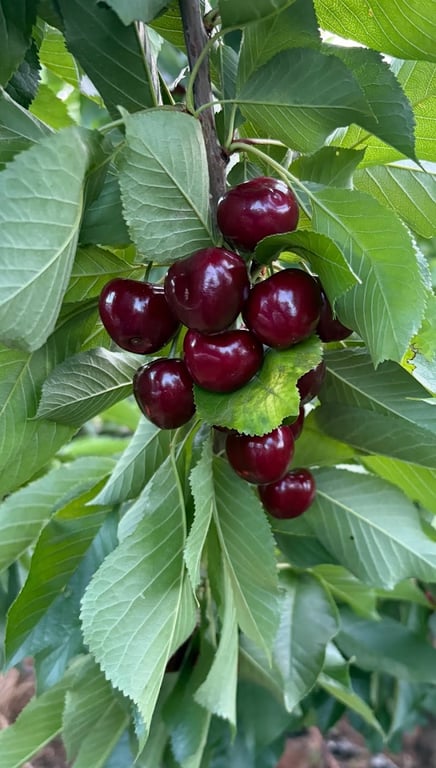 Drive In Orchards in Young, NSW