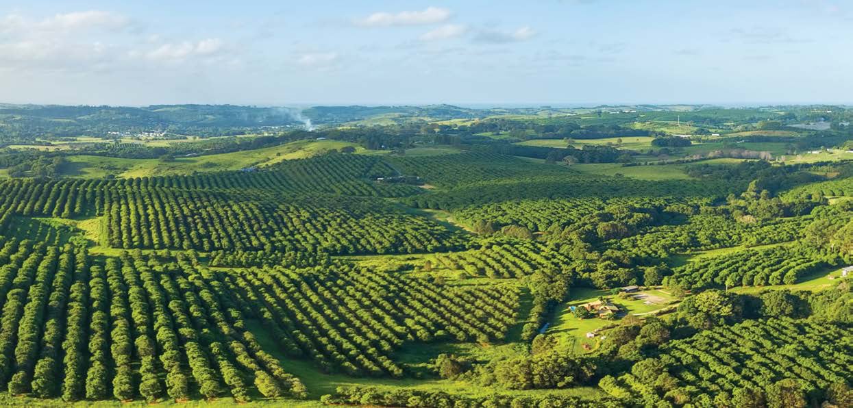 Duck Creek Macadamias in Newrybar / Byron Bay Hinterland, NSW