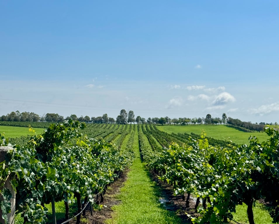 Dusty Hill Vineyard in Moffatdale, QLD