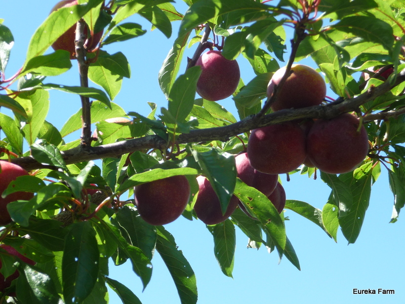 Eureka Farm in Scamander, TAS