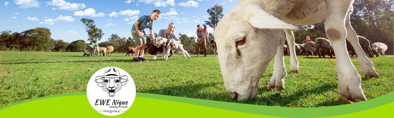 EWE-Nique Hobby Farm Haigslea in Haigslea, QLD