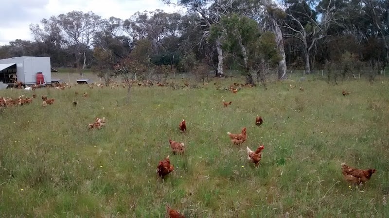 Farmer Brown's Free Range Eggs in Hall, ACT