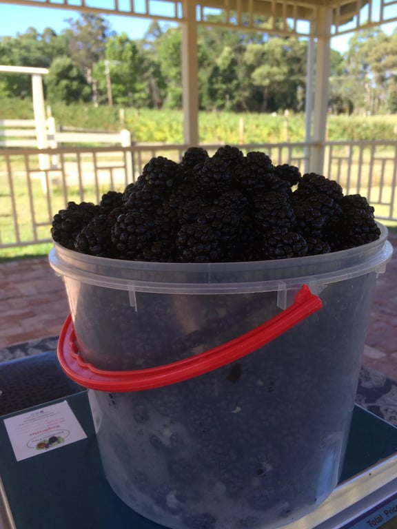 Fielderberry Farm in Cockatoo / Dandenong Ranges, VIC