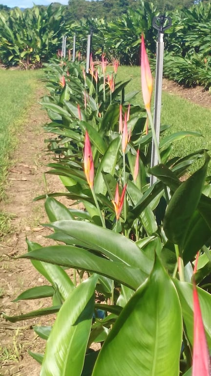 FNQ Blooms in Bartle Frere, QLD