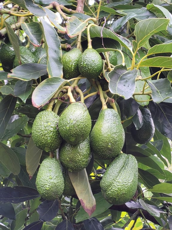 Fontanini Fruit and Nut Farm in Manjimup, WA