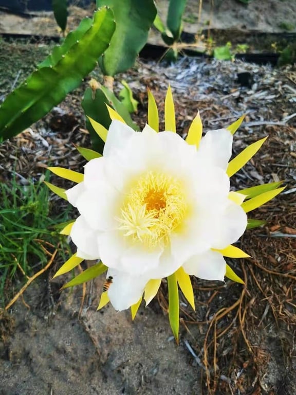 Forest Dragon Fruit Farm in Forestdale, QLD