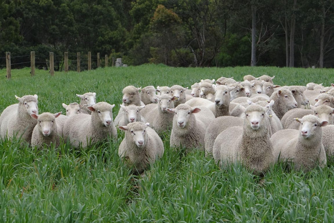 Forge Creek Lamb in Forge Creek / East Gippsland, VIC