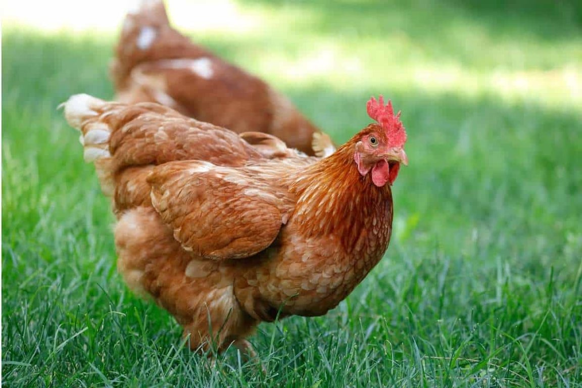 Parce Pastured Eggs in Greenbank, QLD