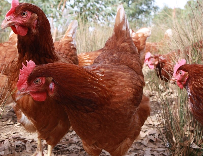 Freeranger Eggs in Grantville, VIC