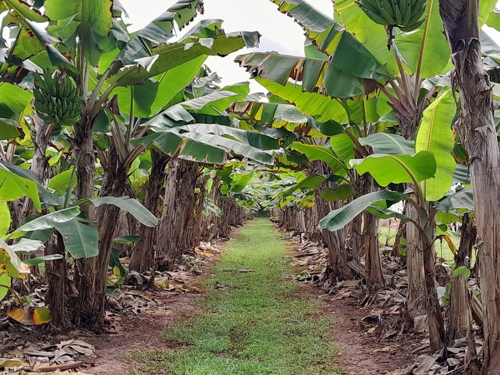 Fruit Forest Farm in East Feluga, QLD