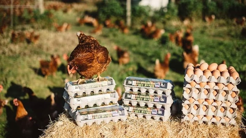 Gippsland Free Range Eggs in Willow Grove, VIC