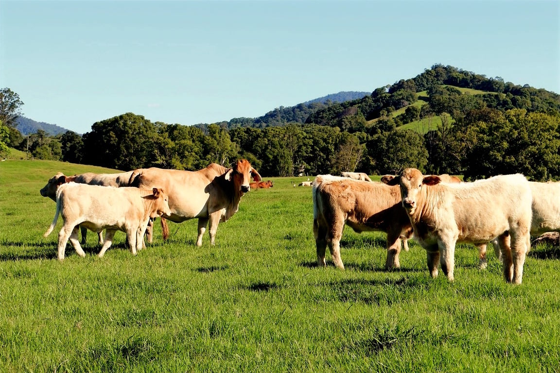 Gippsland Premium Paddock to Plate in Iona, VIC