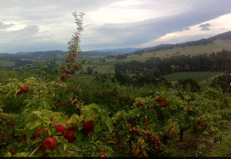 Glenburn Orchards Apples & Cherries in Nicholls Rivulet, TAS