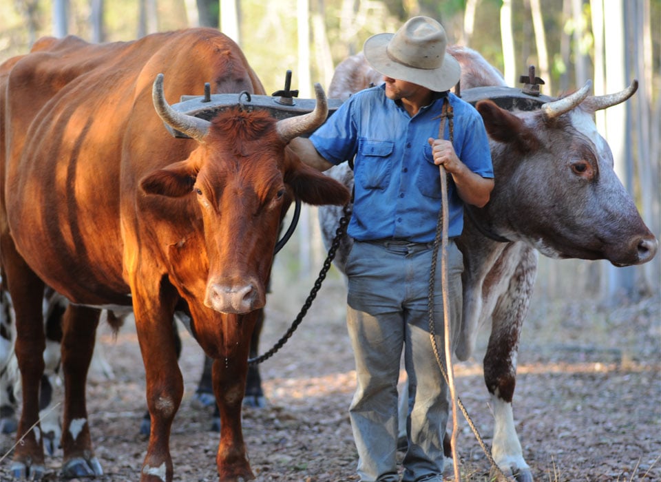 Gleneden Farm & Working Bullock Team in Maryvale, QLD