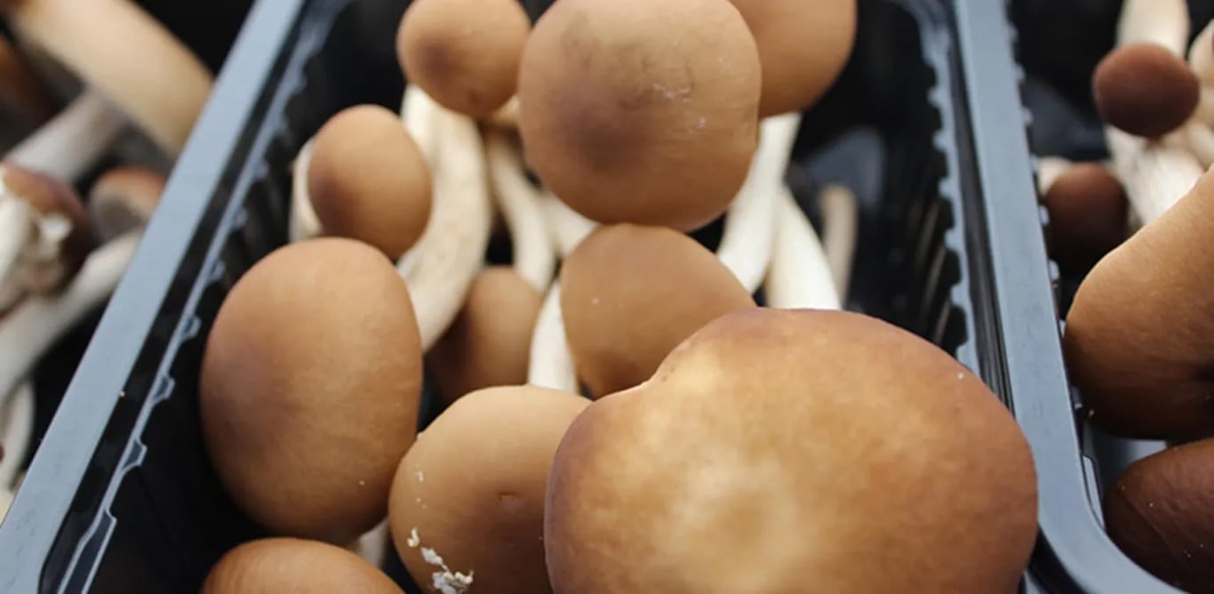 Gooda Creek Mushrooms in Murrumbateman, NSW