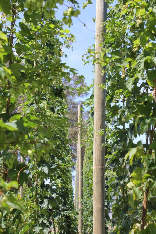 Great Southern Hops in Youngs Siding, WA