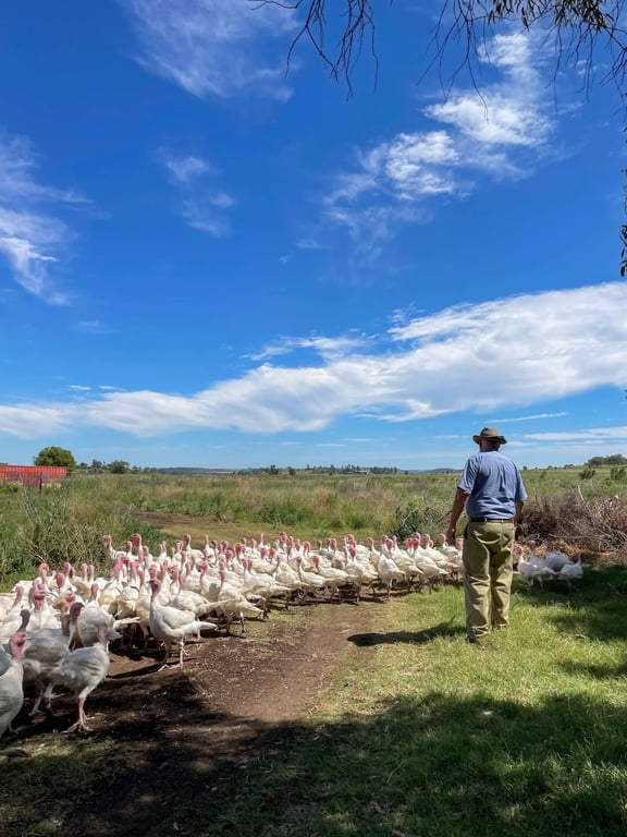 GreenAg Organic Free Range Turkey and Chicken in Kingsthorpe, QLD