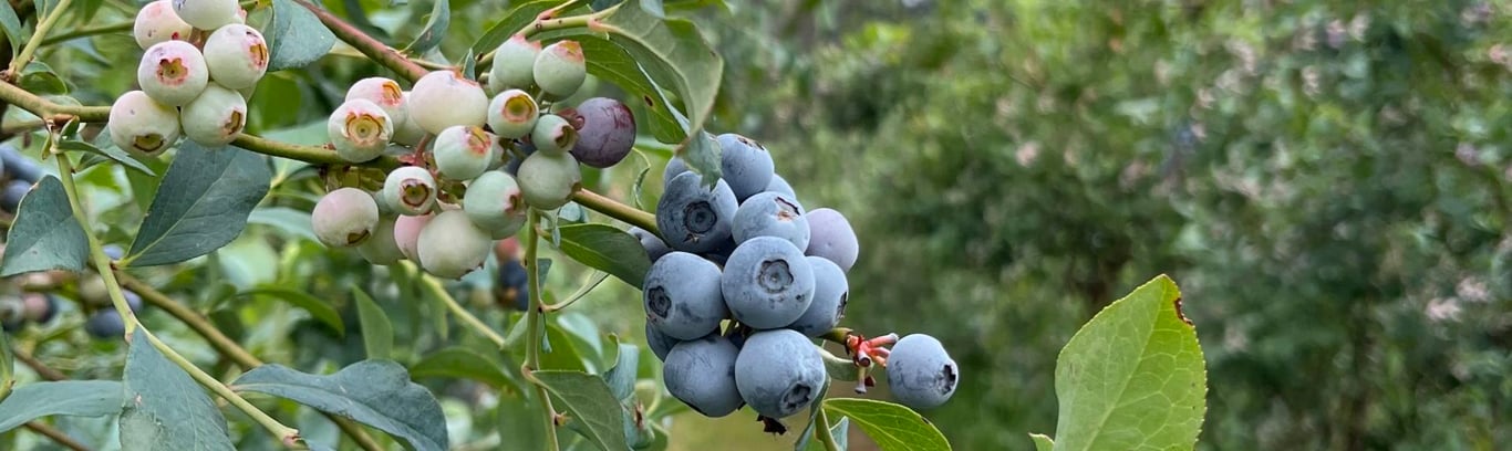 Hampton Blue Organic Blueberries in Hampton, QLD
