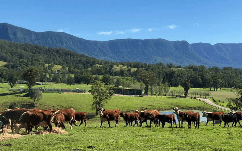 Highfield Farmstay in Back Creek, NSW